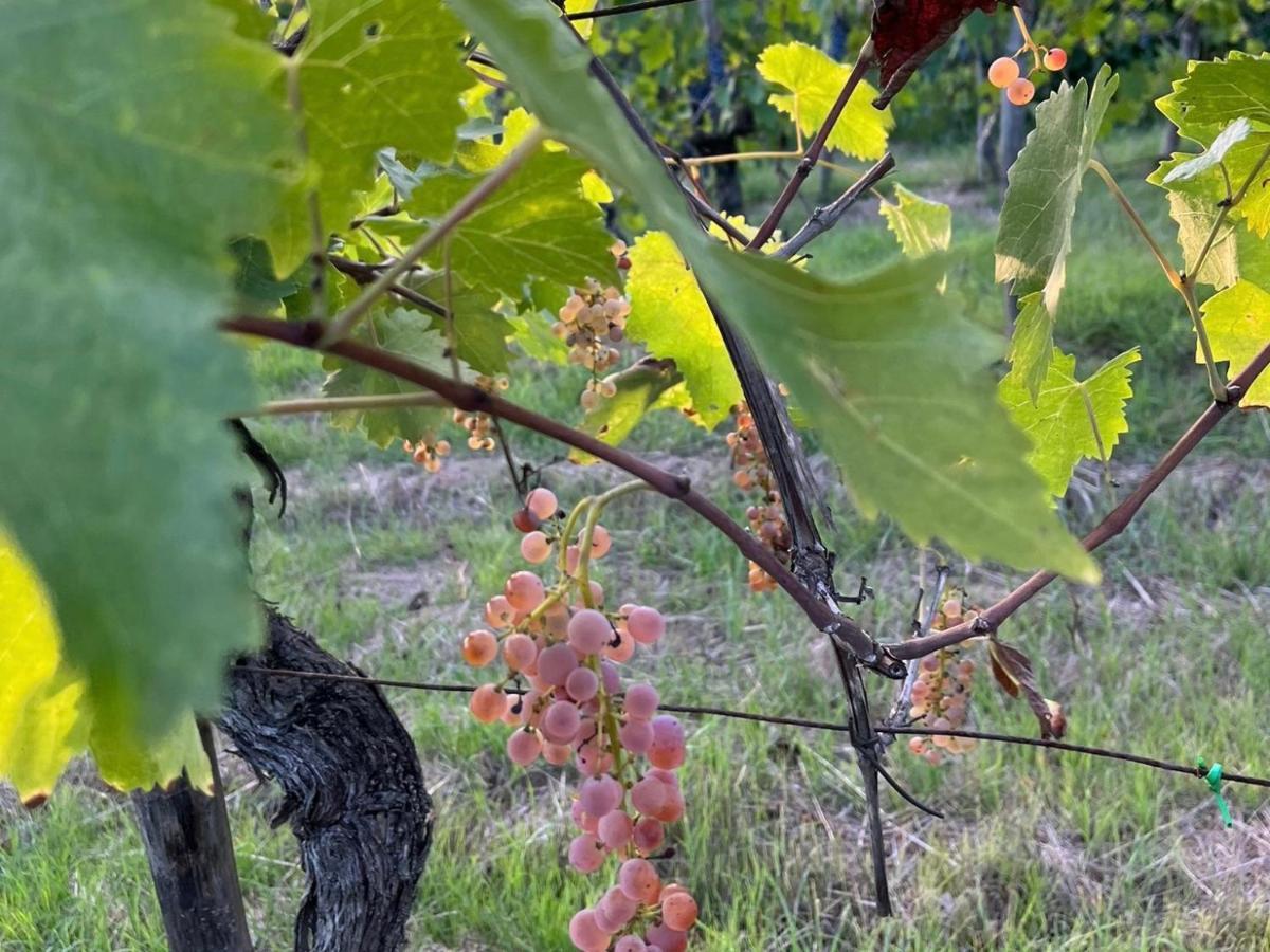 Ciggiano B&B Terre Toscane מראה חיצוני תמונה